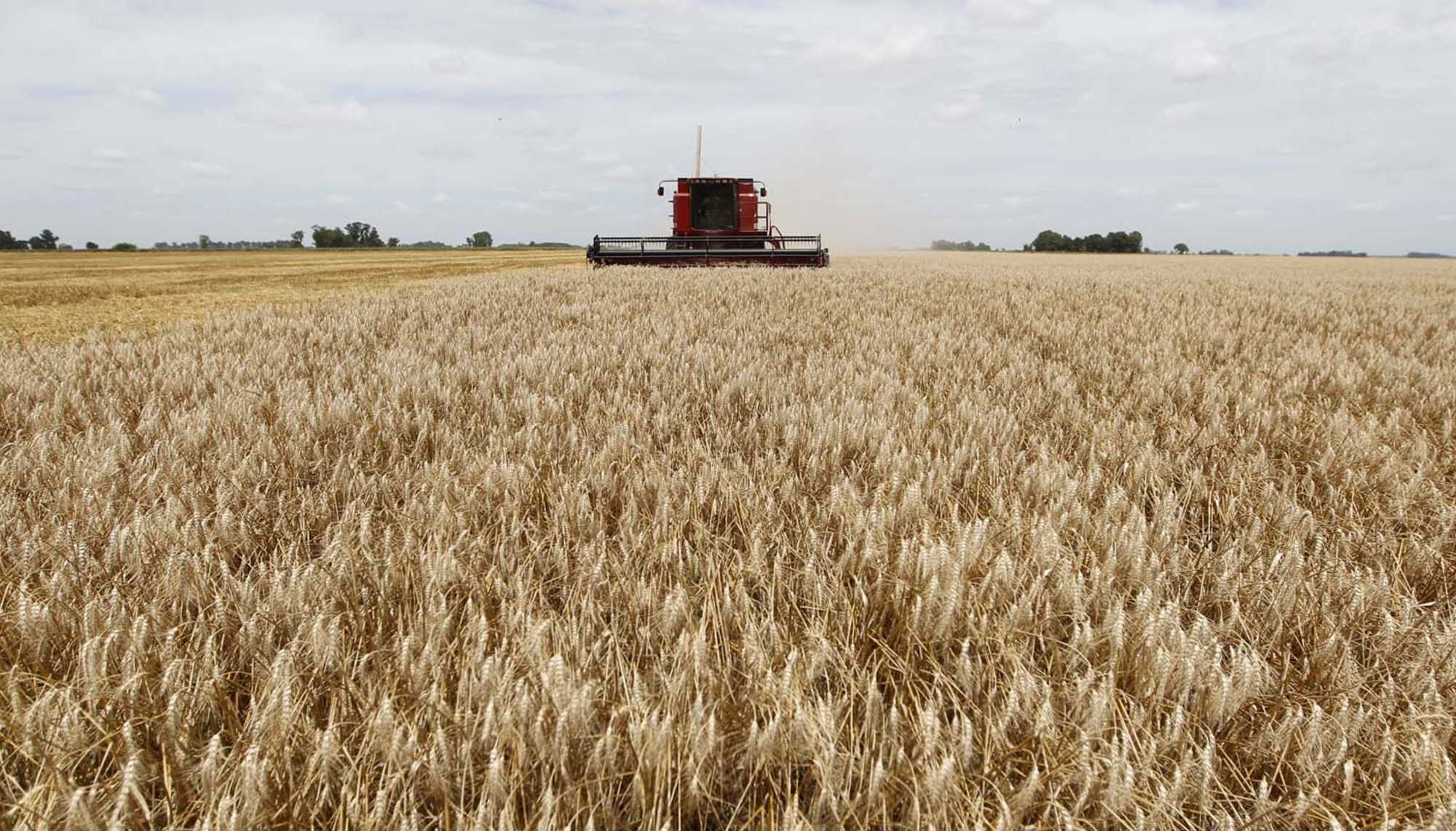Tractor in a cornfield
