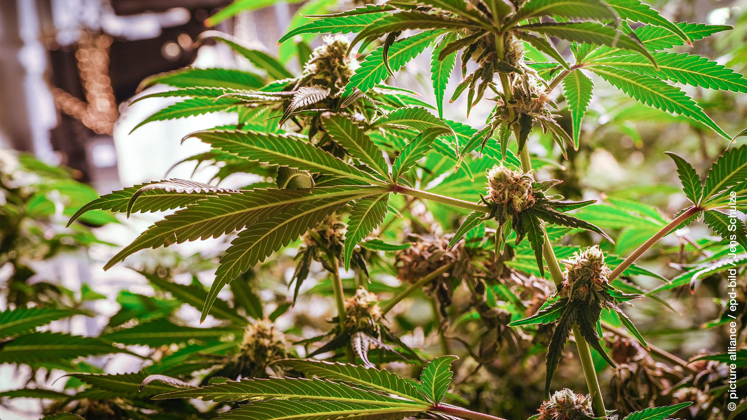 On the Utility of Using a Policy Delphi for Estimating the Impacts of Marijuana Legalization on Violence and Crime