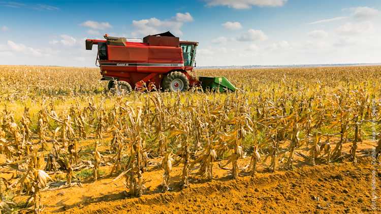 The Role of Digital Technologies in the African Agricultural Sector