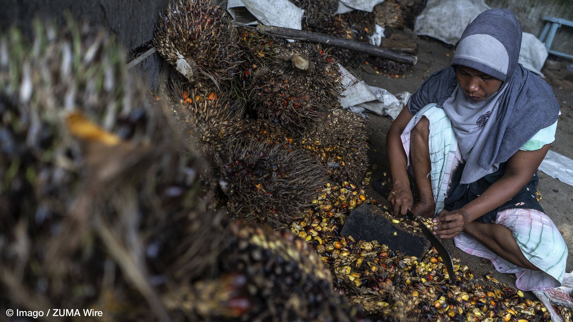 Technical Efficiency and Farmland Expansion: Evidence from Oil Palm Smallholders in Indonesia