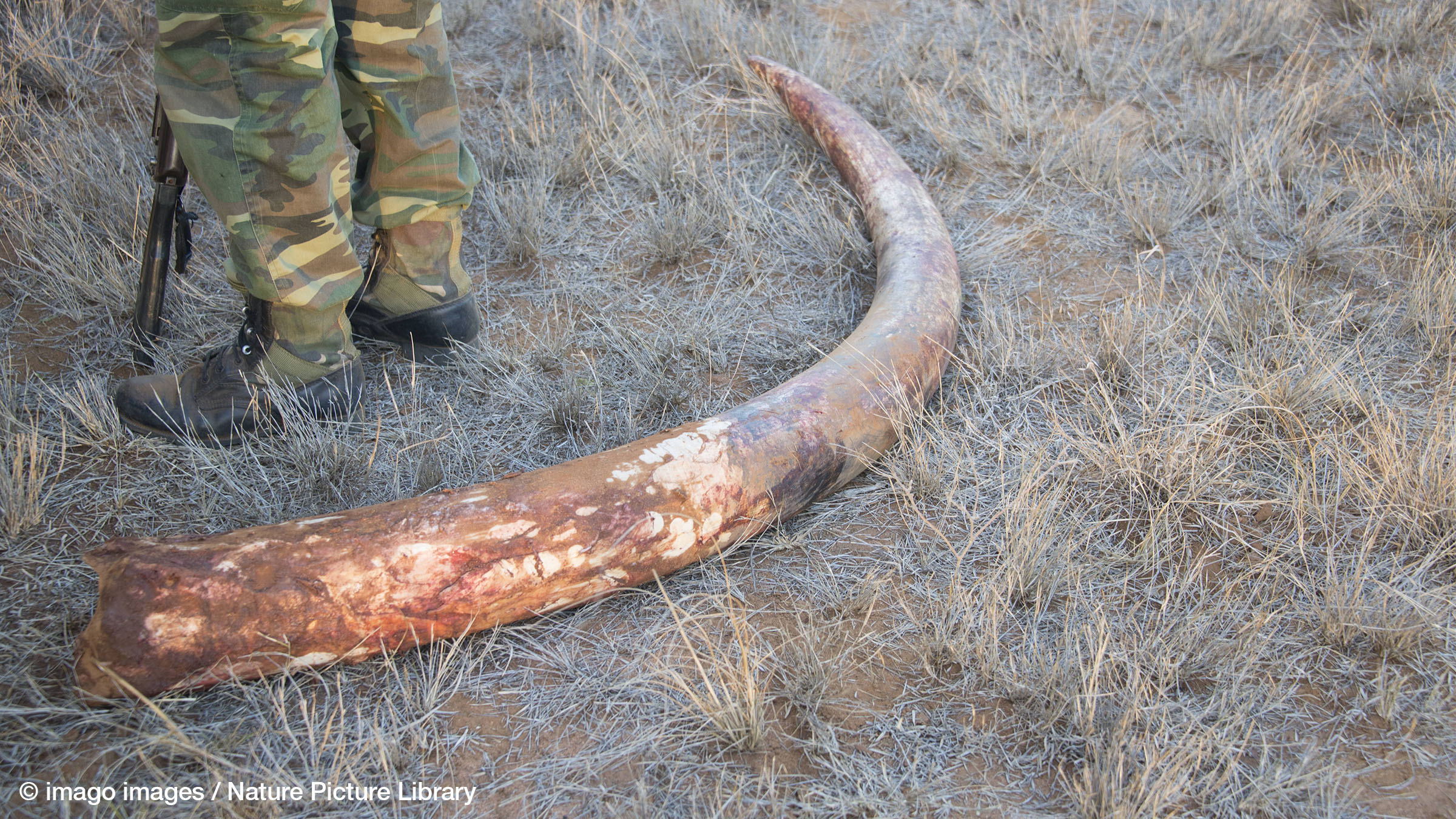 Insurgency and Ivory: The Territorial Origins of Illicit Resource Extraction in Civil Conflicts