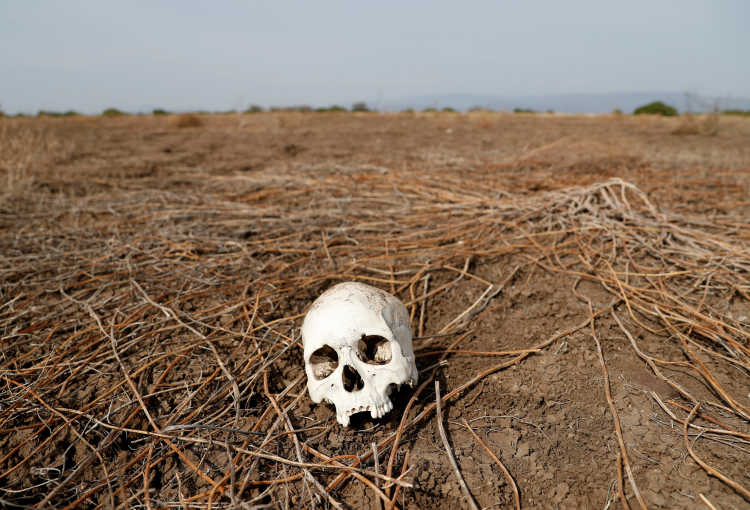 Ein Schädel liegt auf einem ausgedörrten Feld in Kenia.