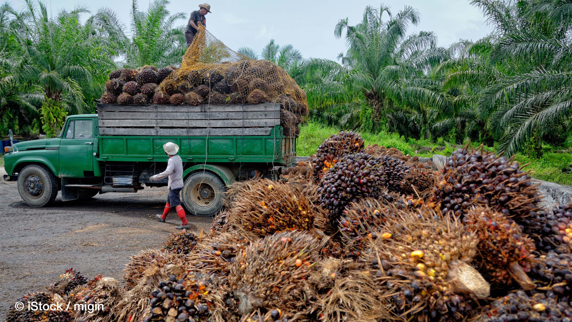 Agricultural Productivity and Fertility Rates: Evidence from the Oil Palm Boom in Indonesia