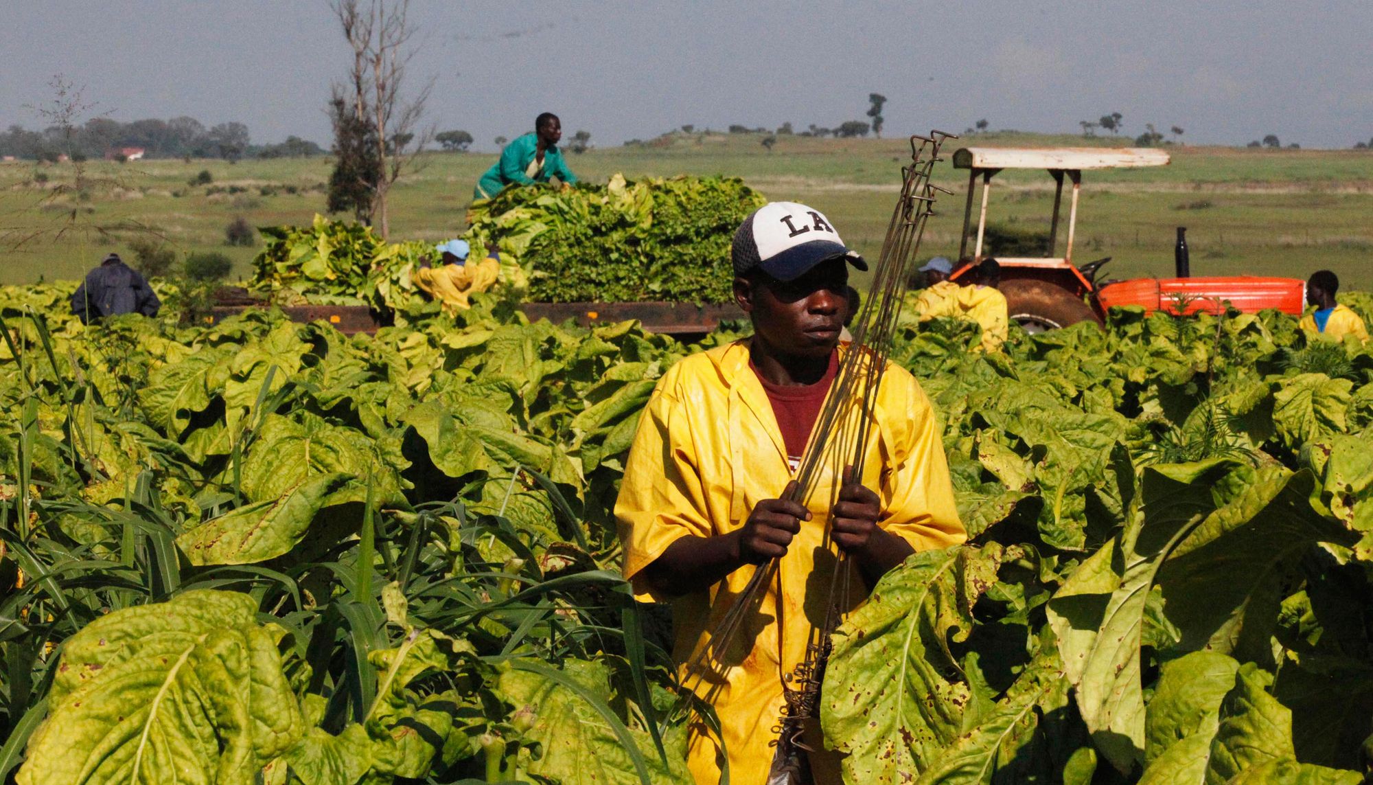 Large-Scale Farms and Smallholders: Evidence from Zambia