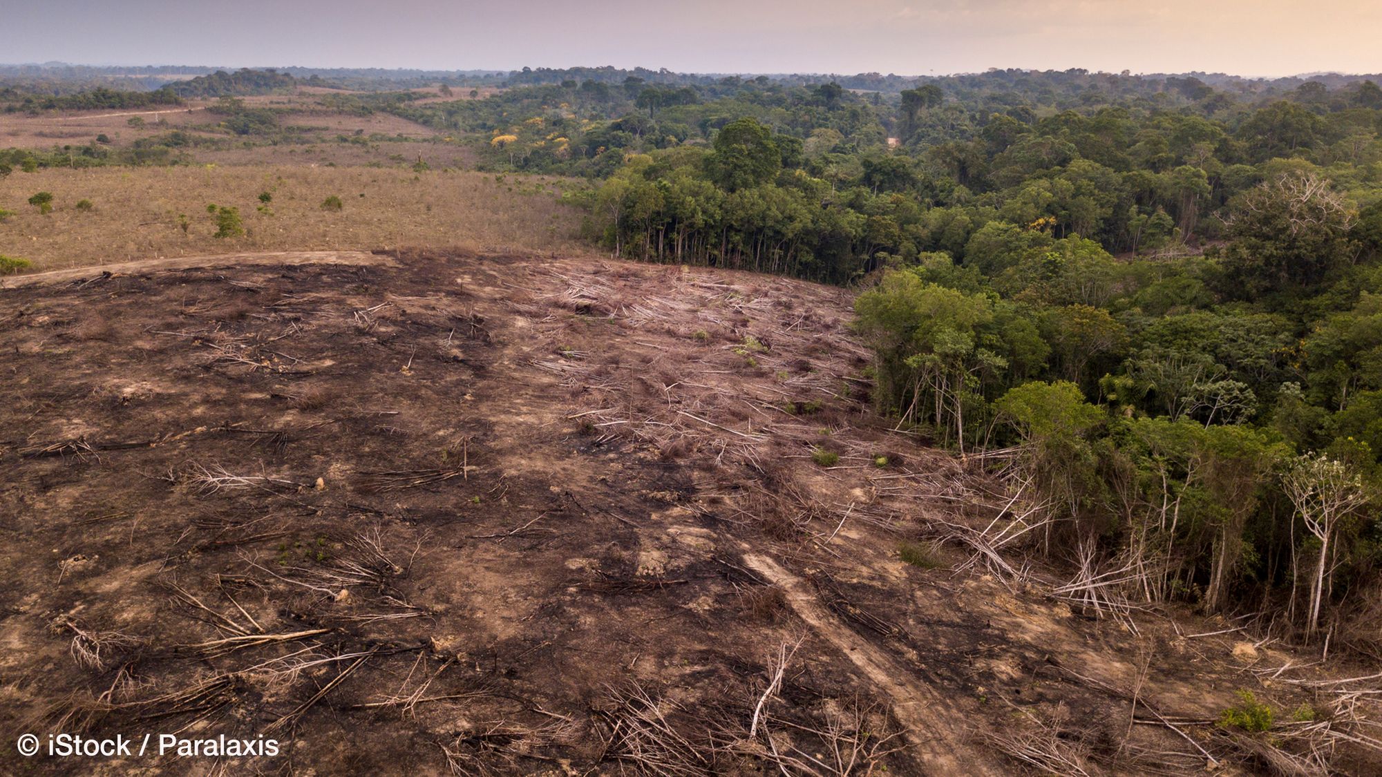 Large-Scale Land Deals and Social Conflict: Evidence and Policy Implications