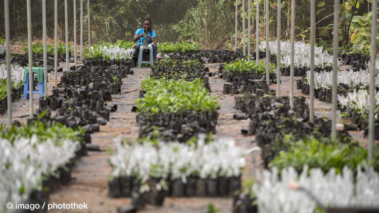 African Worker refined Cashew Plants photothek