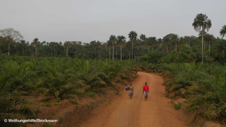 Sierra Leone, Potine village, Pujehun district, topic landgrabbing and blockfarming, 90% of the residents leased their farmland to plantation operator Socfin. Pictured is a gravel road crossing the plantation site.